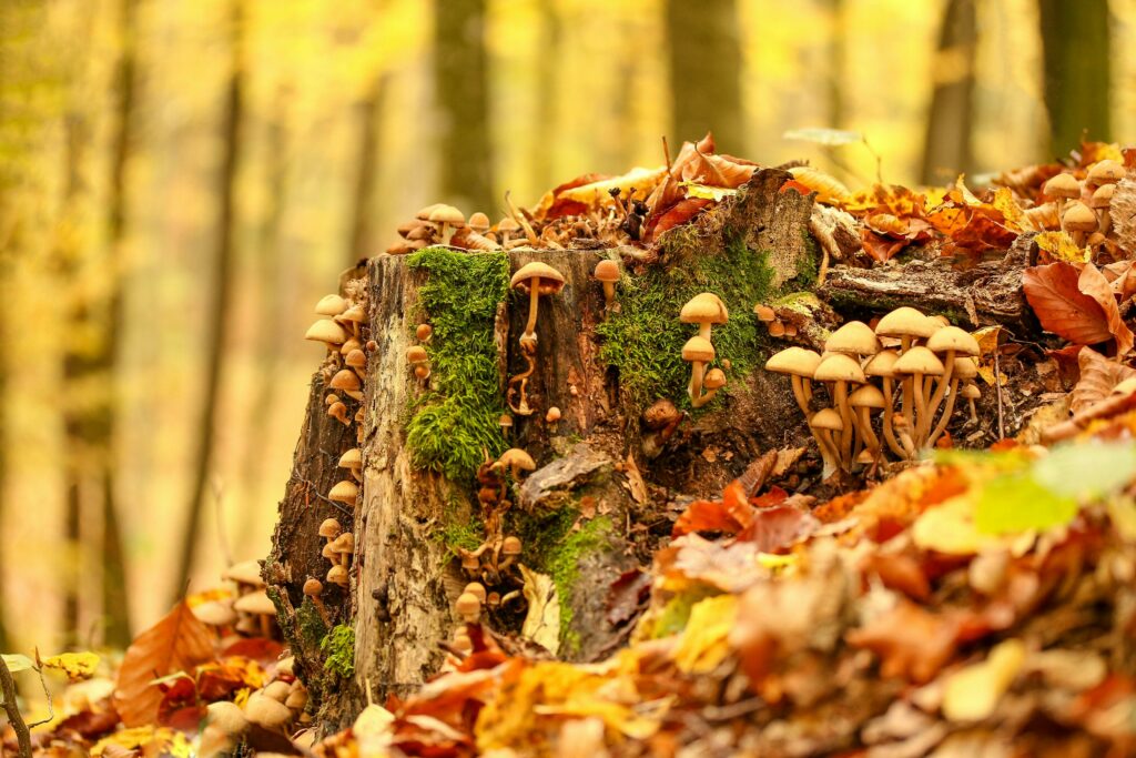 A vibrant display of mushrooms on a moss-covered tree stump amidst autumn leaves in a Romanian forest.